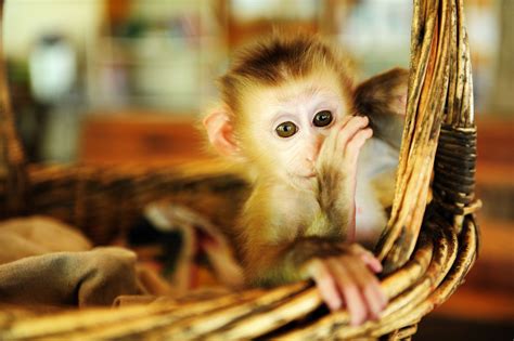 Can You Have a Monkey as a Pet in Texas? And Why Do Bananas Always Seem to Disappear When Monkeys Are Around?