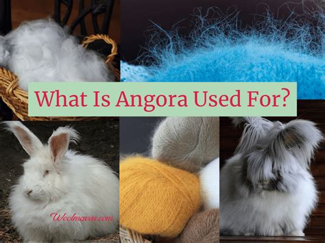 Which Animal Produces Angora Wool? And Why Do Some People Think It’s Made by Clouds?